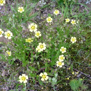 Photographie n°79052 du taxon Tuberaria guttata (L.) Fourr. [1868]