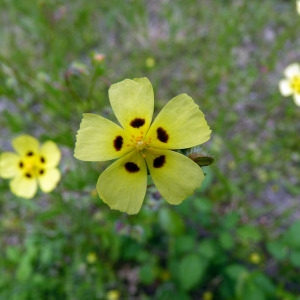 Photographie n°79060 du taxon Tuberaria guttata (L.) Fourr. [1868]