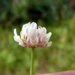 Photographie n°79075 du taxon Trifolium hybridum L. [1753]