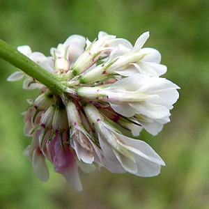 Photographie n°79076 du taxon Trifolium hybridum L. [1753]