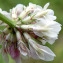  Emmanuel Stratmains - Trifolium hybridum L. [1753]