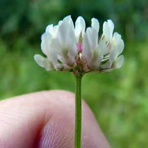 Photographie n°79077 du taxon Trifolium hybridum L. [1753]