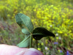 Emmanuel Stratmains, le  3 juillet 2012 (Changé)