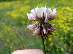 Emmanuel Stratmains, le  3 juillet 2012 (Changé)