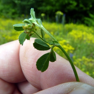 Photographie n°79083 du taxon Trifolium campestre Schreb. [1804]