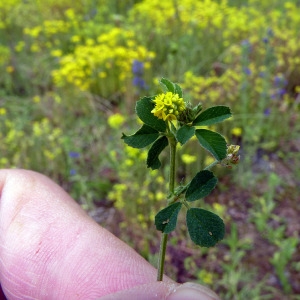 Photographie n°79084 du taxon Trifolium campestre Schreb. [1804]