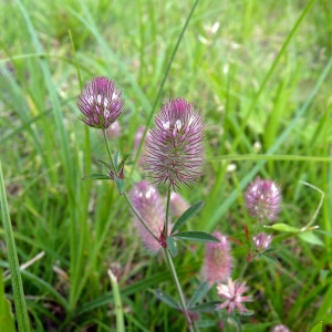 Photographie n°79085 du taxon Trifolium arvense L. [1753]