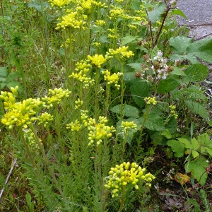 Photographie n°79109 du taxon Sedum forsterianum Sm. [1808]