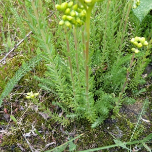 Photographie n°79110 du taxon Sedum forsterianum Sm. [1808]