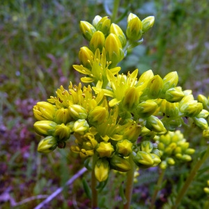 Photographie n°79112 du taxon Sedum forsterianum Sm. [1808]