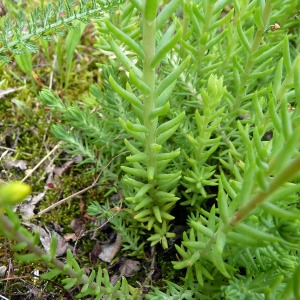 Photographie n°79113 du taxon Sedum forsterianum Sm. [1808]