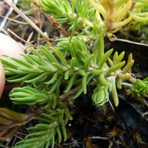 Photographie n°79114 du taxon Sedum forsterianum Sm. [1808]