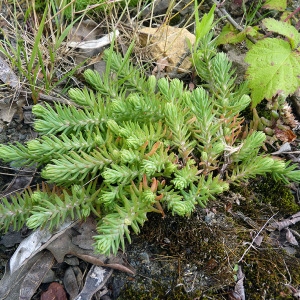 Photographie n°79117 du taxon Sedum forsterianum Sm. [1808]