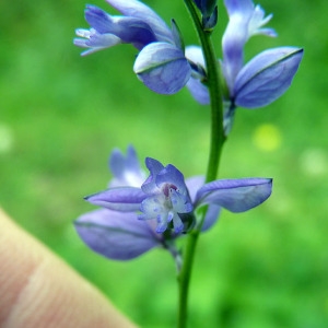 Photographie n°79134 du taxon Polygala calcarea F.W.Schultz [1837]