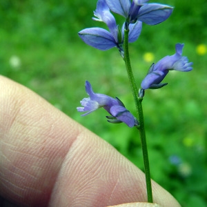 Photographie n°79135 du taxon Polygala calcarea F.W.Schultz [1837]