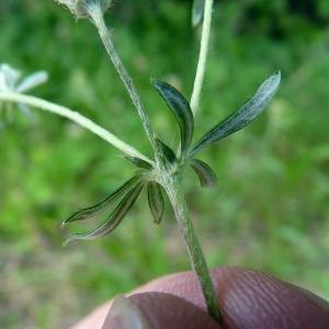 Photographie n°79136 du taxon Potentilla argentea L. [1753]