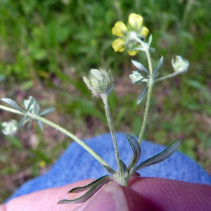 Photographie n°79137 du taxon Potentilla argentea L. [1753]