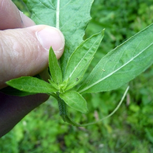 Photographie n°79151 du taxon Oenothera glazioviana Micheli [1875]