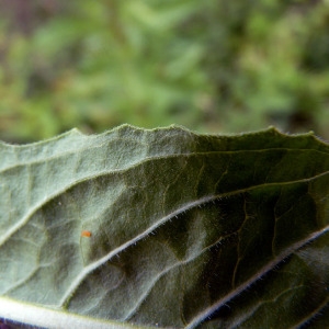 Photographie n°79152 du taxon Oenothera glazioviana Micheli [1875]