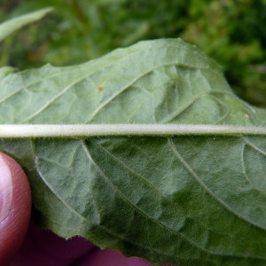 Photographie n°79153 du taxon Oenothera glazioviana Micheli [1875]