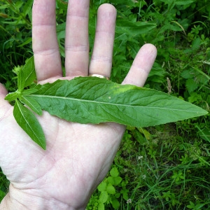 Photographie n°79154 du taxon Oenothera glazioviana Micheli [1875]