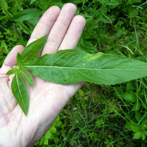 Photographie n°79155 du taxon Oenothera glazioviana Micheli [1875]