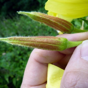 Photographie n°79156 du taxon Oenothera glazioviana Micheli [1875]