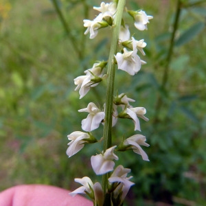 Photographie n°79164 du taxon Melilotus albus Medik. [1787]