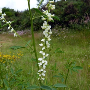 Photographie n°79165 du taxon Melilotus albus Medik. [1787]