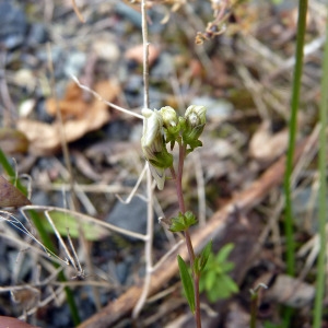 Photographie n°79173 du taxon Linaria repens (L.) Mill. [1768]