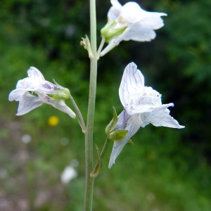 Photographie n°79180 du taxon Linaria repens (L.) Mill. [1768]