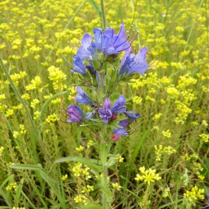 Photographie n°79182 du taxon Echium vulgare L. [1753]