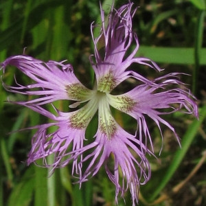 Photographie n°79225 du taxon Dianthus superbus L. [1755]