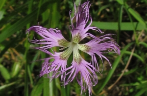 Joceline Chappert-bessiere, le 25 octobre 2011 (Gazost (tugayas))