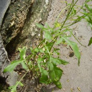 Photographie n°79232 du taxon Sisymbrium officinale (L.) Scop. [1772]