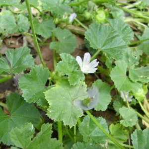 Photographie n°79233 du taxon Malva neglecta Wallr. [1824]