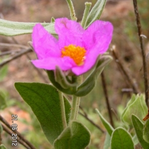 Photographie n°79241 du taxon Cistus albidus L. [1753]