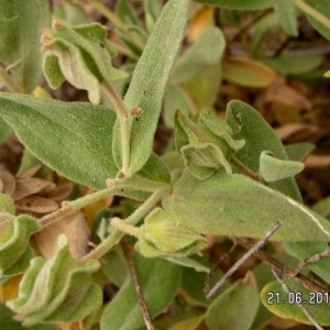 Photographie n°79242 du taxon Cistus albidus L. [1753]