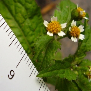 Photographie n°79253 du taxon Galinsoga quadriradiata Ruiz & Pav. [1798]