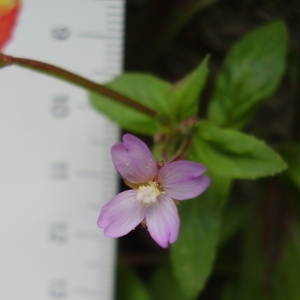 Photographie n°79255 du taxon Epilobium tetragonum L. [1753]