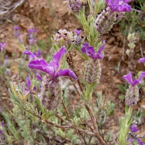 Photographie n°79258 du taxon Lavandula stoechas L. [1753]