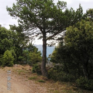 Photographie n°79259 du taxon Pinus uncinata Ramond ex DC. [1805]