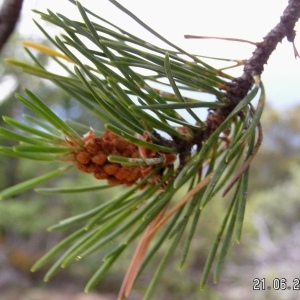 Photographie n°79260 du taxon Pinus uncinata Ramond ex DC. [1805]