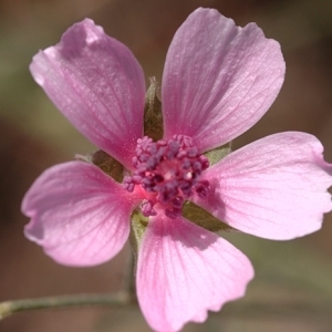 Photographie n°79267 du taxon Althaea cannabina L. [1753]