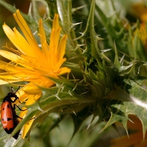 Photographie n°79269 du taxon Scolymus hispanicus L. [1753]