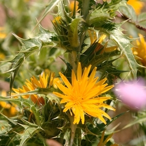 Photographie n°79270 du taxon Scolymus hispanicus L. [1753]