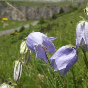 Photographie n°79277 du taxon Campanula barbata L. [1759]