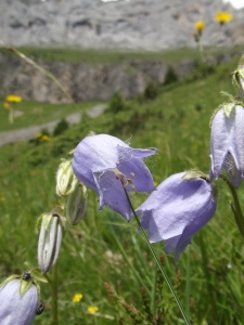 Nicolas BONY, le  4 juillet 2012 (Sallanches (col de monthieu, 2200m))