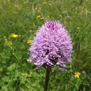 Photographie n°79284 du taxon Traunsteinera globosa (L.) Rchb. [1842]