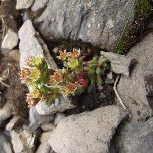 Photographie n°79287 du taxon Sedum atratum L. [1763]